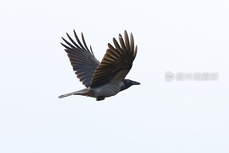 戴兜帽的乌鸦(Corvus cornix)在天空中飞翔。